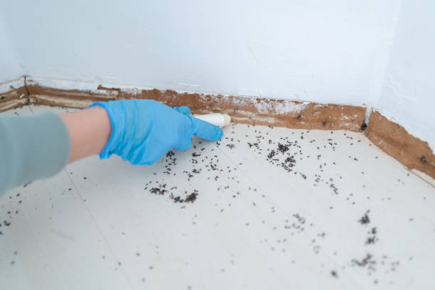 Best Bed Bug Extermination  in Rockdale, IL