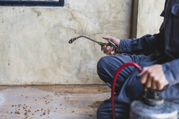 Best Affordable Pest Control Services  in Rockdale, IL